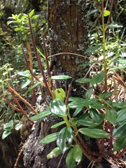 Peperomia tetraquetra