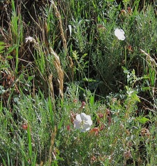 Oenothera coronopifolia
