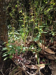 Peperomia tetraquetra