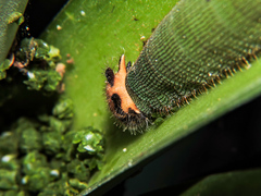 Dynastor darius stygianus