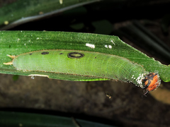 Dynastor darius stygianus