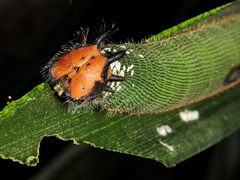 Dynastor darius stygianus