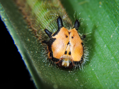 Dynastor darius stygianus