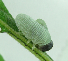 Trichiosoma lucorum