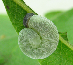 Trichiosoma lucorum