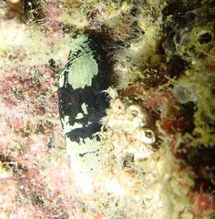 Atrimitra idae