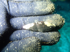 Atrimitra idae