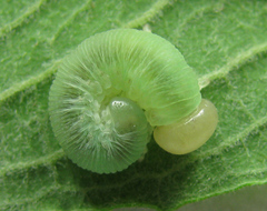 Trichiosoma lucorum