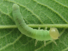 Trichiosoma lucorum