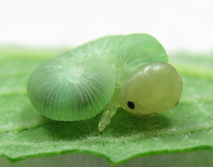Trichiosoma lucorum