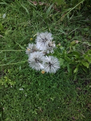 Hypochaeris chillensis