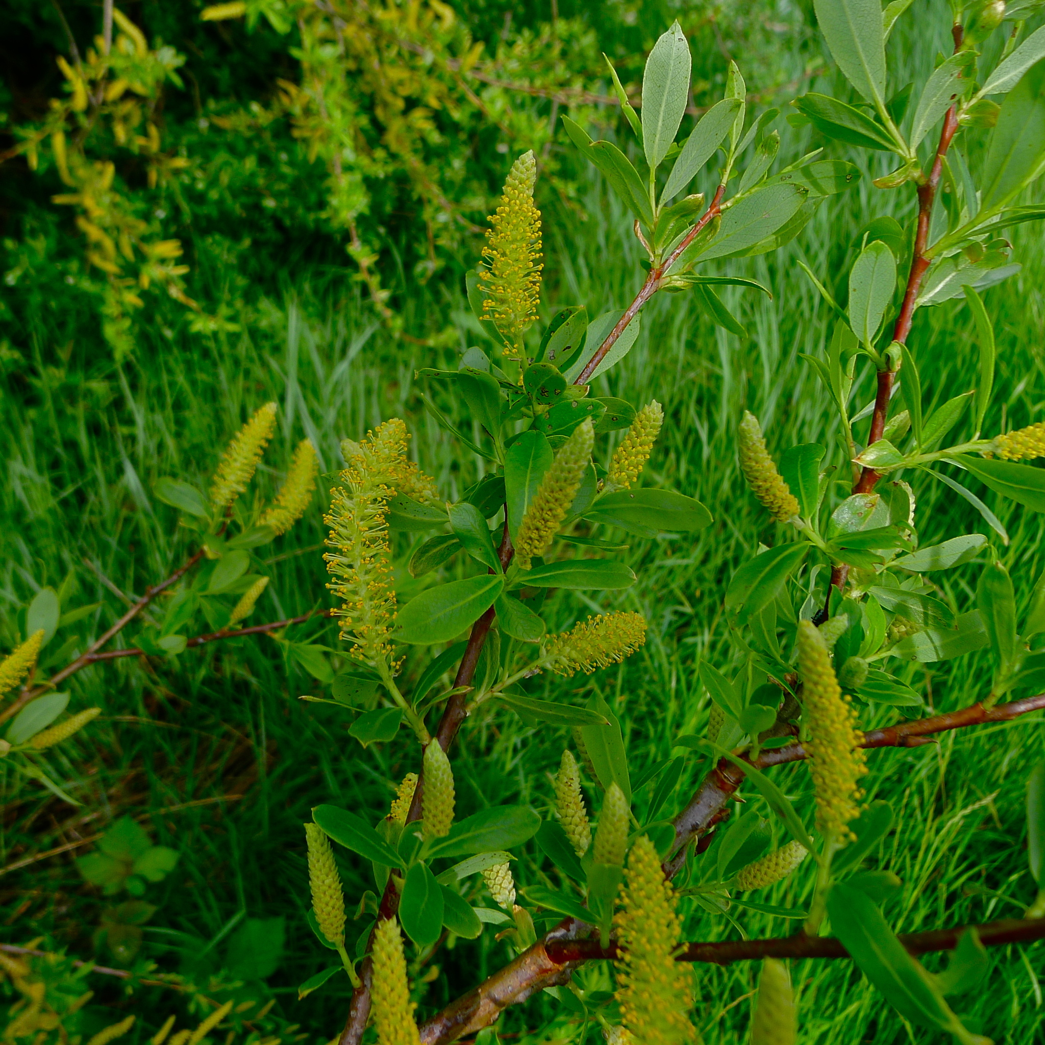 Salix lasiandra var. lasiandra