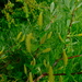 Salix lasiandra lasiandra - Photo (c) icosahedron, algunos derechos reservados (CC BY), subido por icosahedron