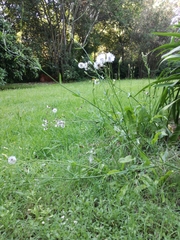 Hypochaeris chillensis