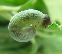 Trichiosoma lucorum