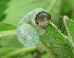 Trichiosoma lucorum