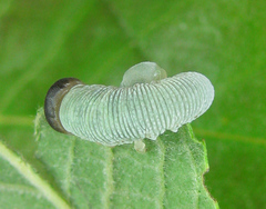 Trichiosoma lucorum