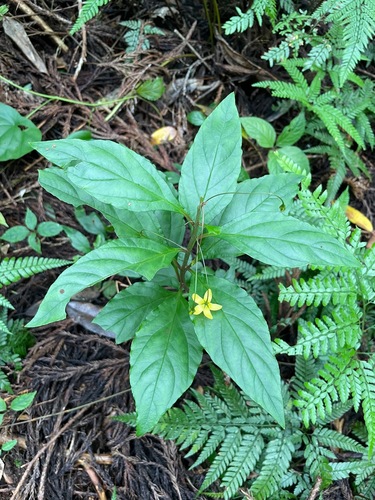 Lysimachia sikokiana iNat (3)