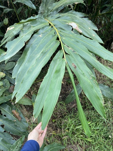 Etlingera australasica