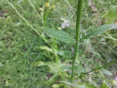 Hypochaeris chillensis