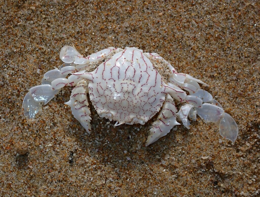 Flower Moon Crab from Woolgoolga NSW 2456, Australia on June 20, 2023