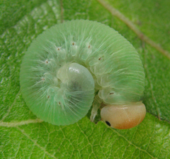 Trichiosoma lucorum