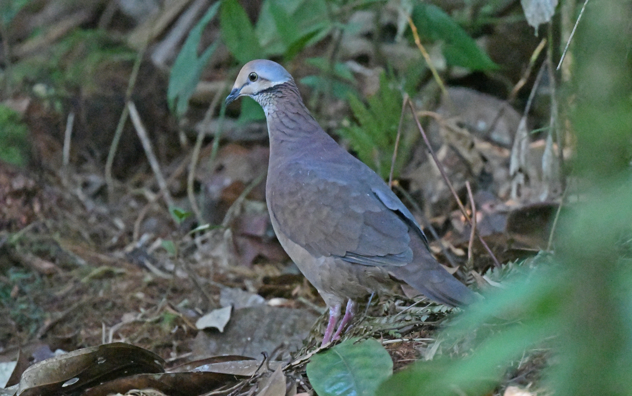 Lined Quail-Dove illustration