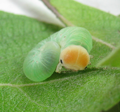 Trichiosoma lucorum