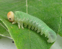 Trichiosoma lucorum
