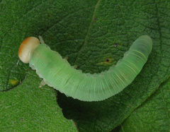 Trichiosoma lucorum