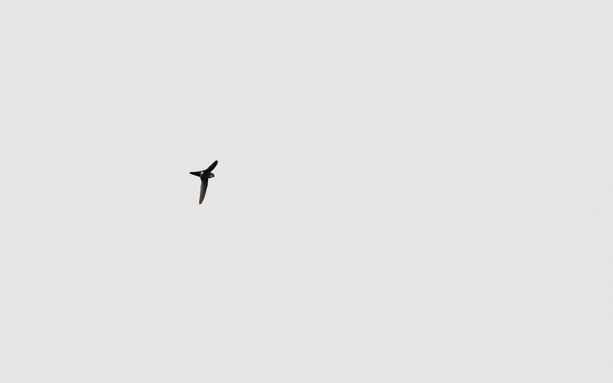 White-tipped Swift (Aeronautes montivagus), photo 5