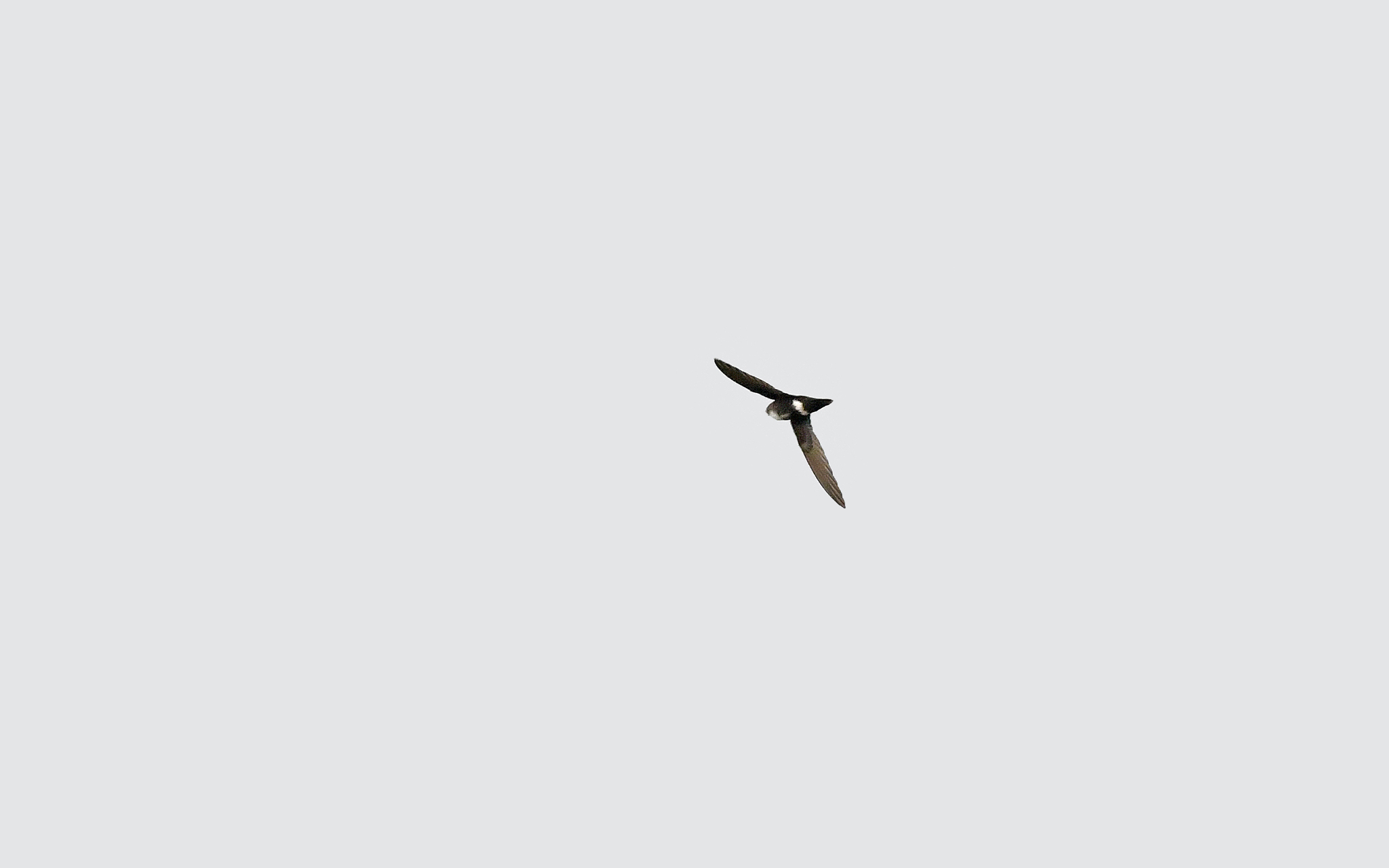 White-tipped Swift (Aeronautes montivagus), photo 8