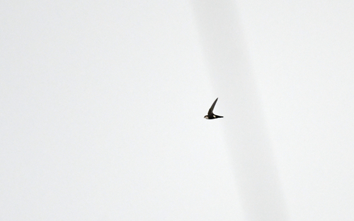 White-tipped Swift (Aeronautes montivagus), photo 6
