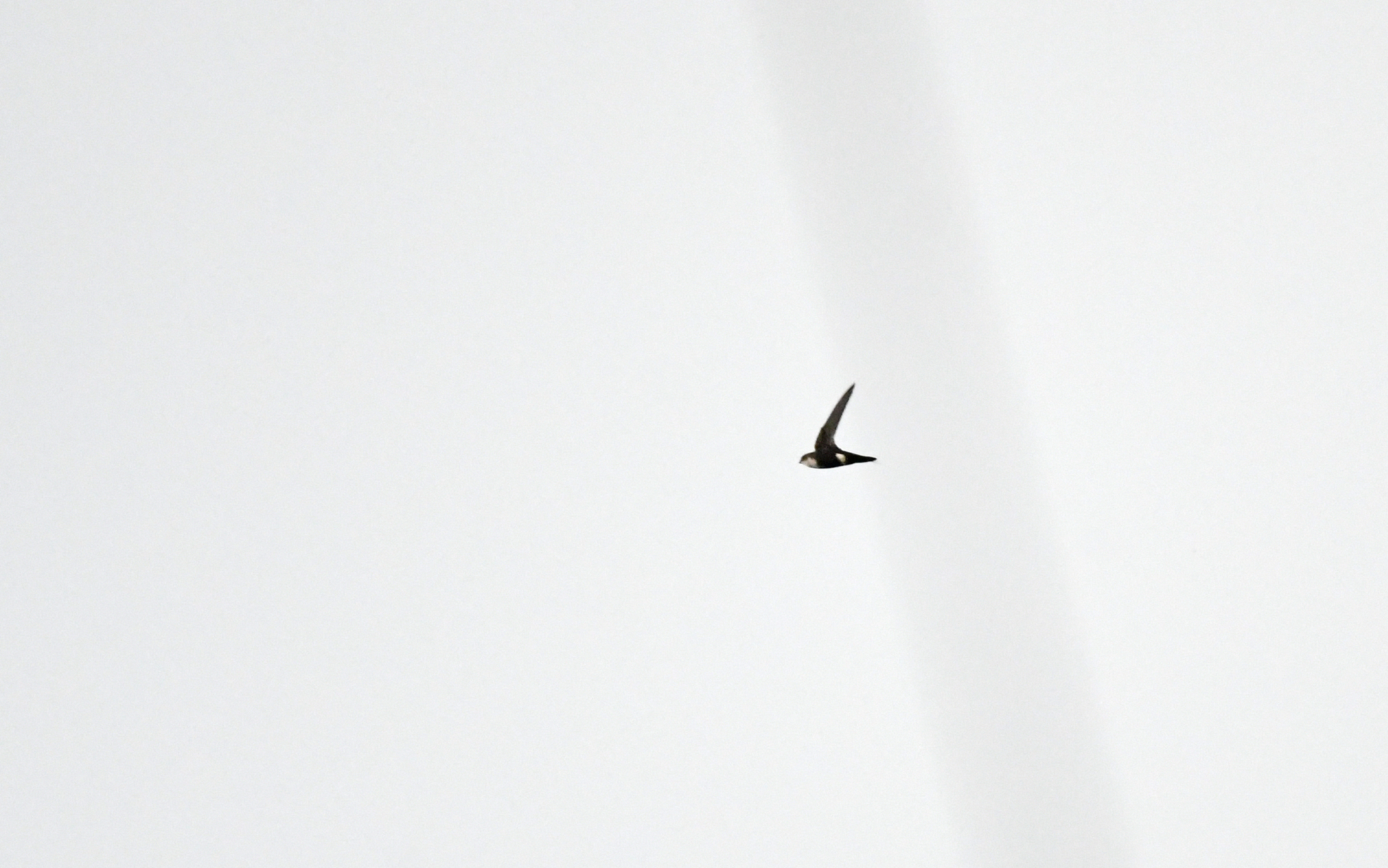 White-tipped Swift (Aeronautes montivagus), photo 6