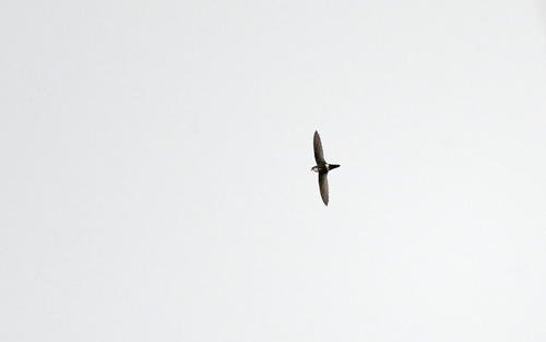 White-tipped Swift (Aeronautes montivagus), photo 7