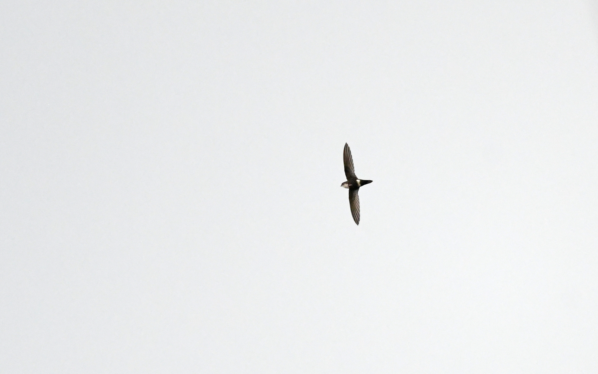 White-tipped Swift (Aeronautes montivagus), photo 7