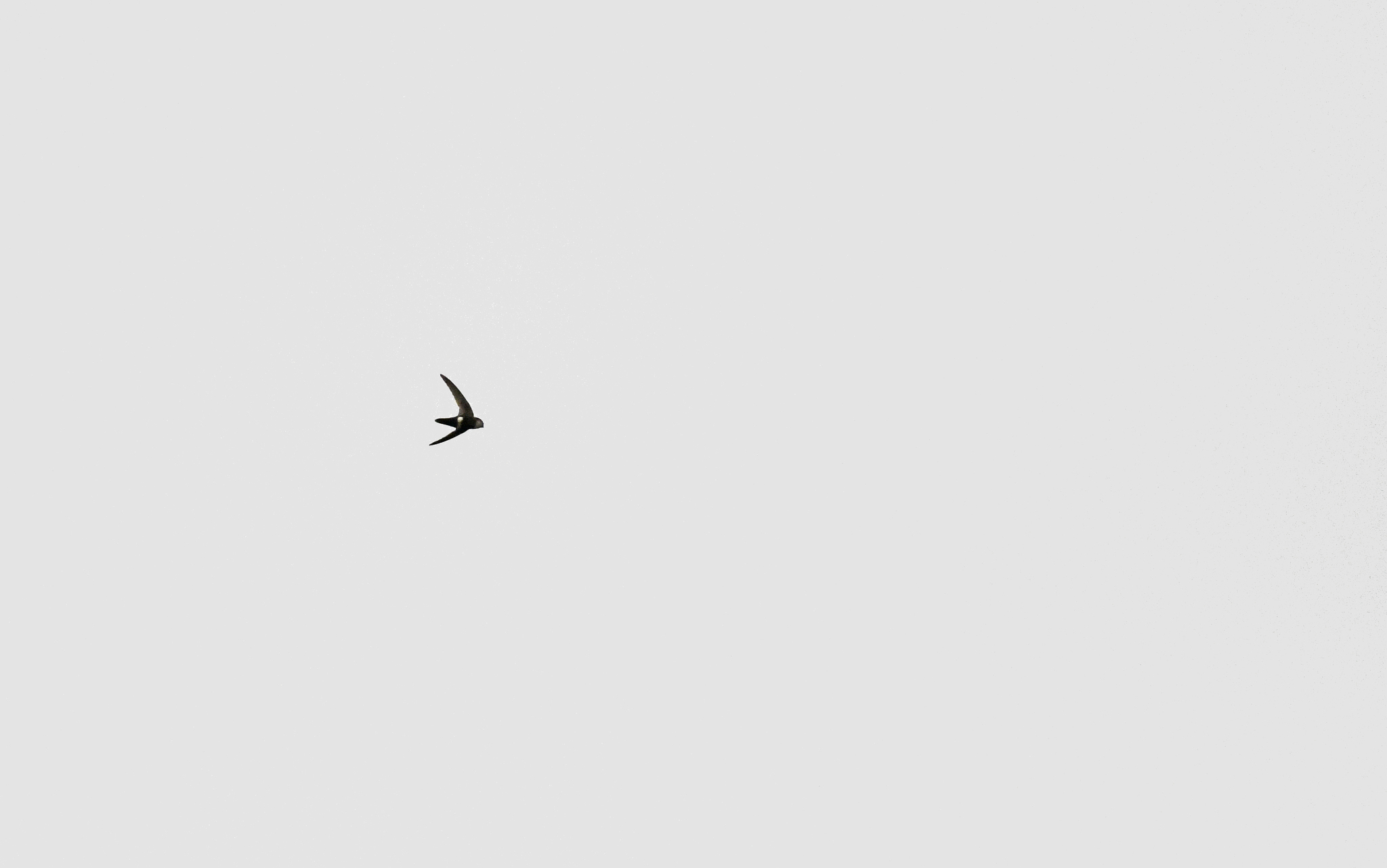 White-tipped Swift (Aeronautes montivagus), photo 9