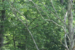 Cardinalis cardinalis cardinalis