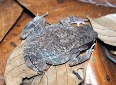 Ingerophrynus parvus