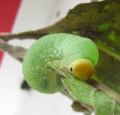 Trichiosoma lucorum