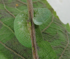 Trichiosoma lucorum