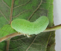 Trichiosoma lucorum