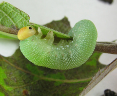 Trichiosoma lucorum