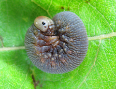 Trichiosoma lucorum