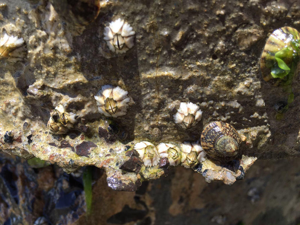 Caribbean barnacle