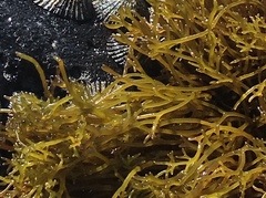 Ahnfeltiopsis concinna