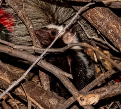Yucatan Spotten Skunk photo 4