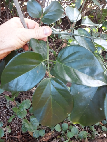 Amphilophium bracteatum