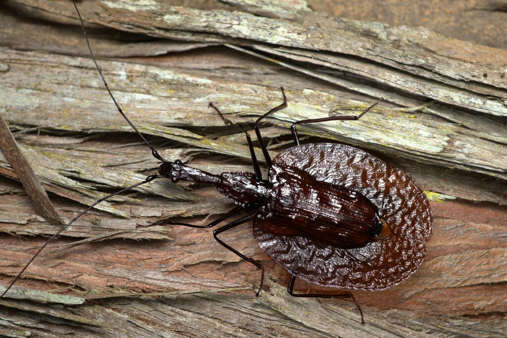Mormolyce borneensis