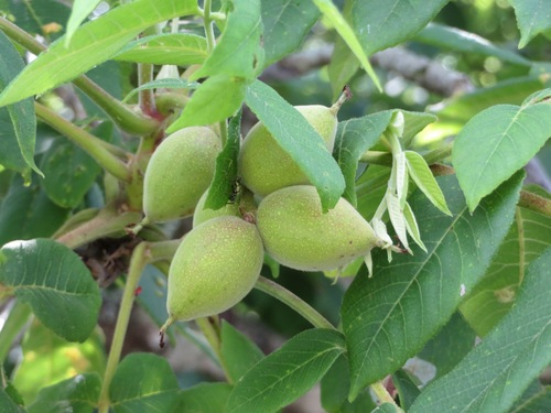 Image of Juglans ailantifolia by (c) Marco Mussita, some rights reserved (CC BY)